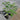 Two Melia azedarach trees, one in a Jumbo Ellepot, and the other in a 1 gallon nursery pot. Both plants have dark green, feathery leaves.