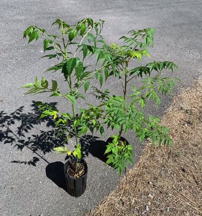 Two Melia azedarach trees, one in a Jumbo Ellepot, and the other in a 1 gallon nursery pot. Both plants have dark green, feathery leaves.
