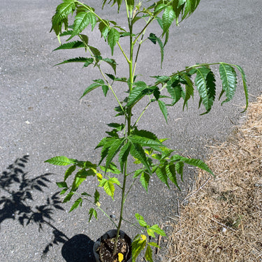 A Melia azedarach tree with finely divided, feathery green leaves and a slender trunk, grown in a Jumbo Ellepot. The leaves a dark green, and the soil in the Ellepot appears moist.