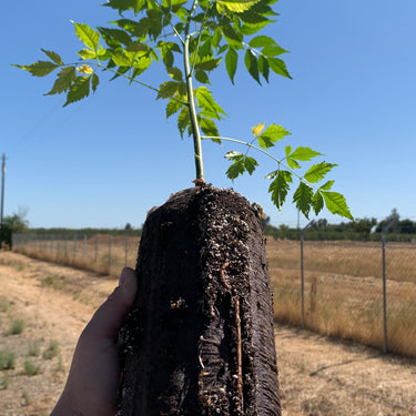 Young Melia azedarach tree with finely divided, feathery green leaves and a slender trunk, grown in a Jumbo Ellepot. A strong root system is visible in the Ellepot, which can be planted directly into the ground.