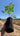 Young Melia azedarach tree with finely divided, feathery green leaves and a slender trunk, grown in a Jumbo Ellepot. A strong root system is visible in the Ellepot, which can be planted directly into the ground.