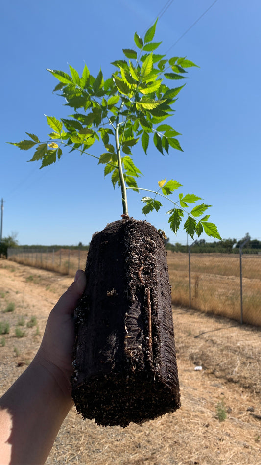 Young Melia azedarach tree with finely divided, feathery green leaves and a slender trunk, grown in a Jumbo Ellepot. A strong root system is visible in the Ellepot, which can be planted directly into the ground.