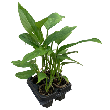 Swiss Cheese Plant