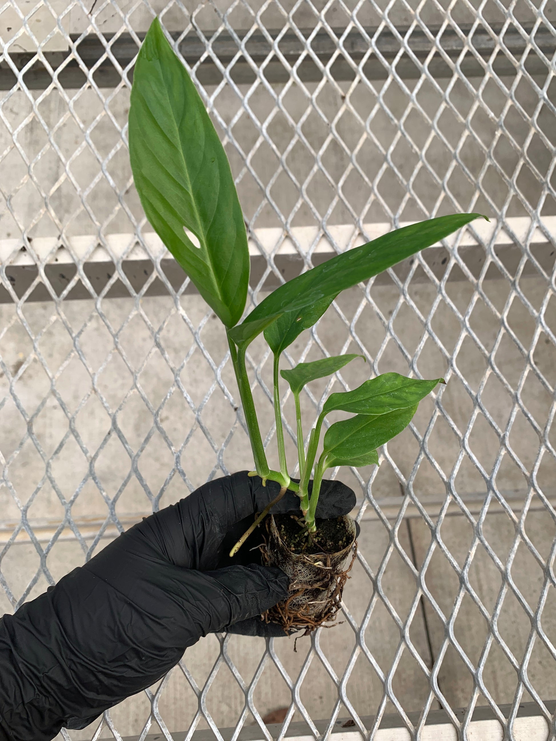 An Adanson's Monstera plug held in a gloved hand. The plug is in an ellepot, and shows a developed root system. One of the leaves displays the plant's characteristic holes.