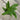 A 4 pack of Monstera adansonii starter plants from above. The leaves showcase Adanson's Monstera's characteristic holes.