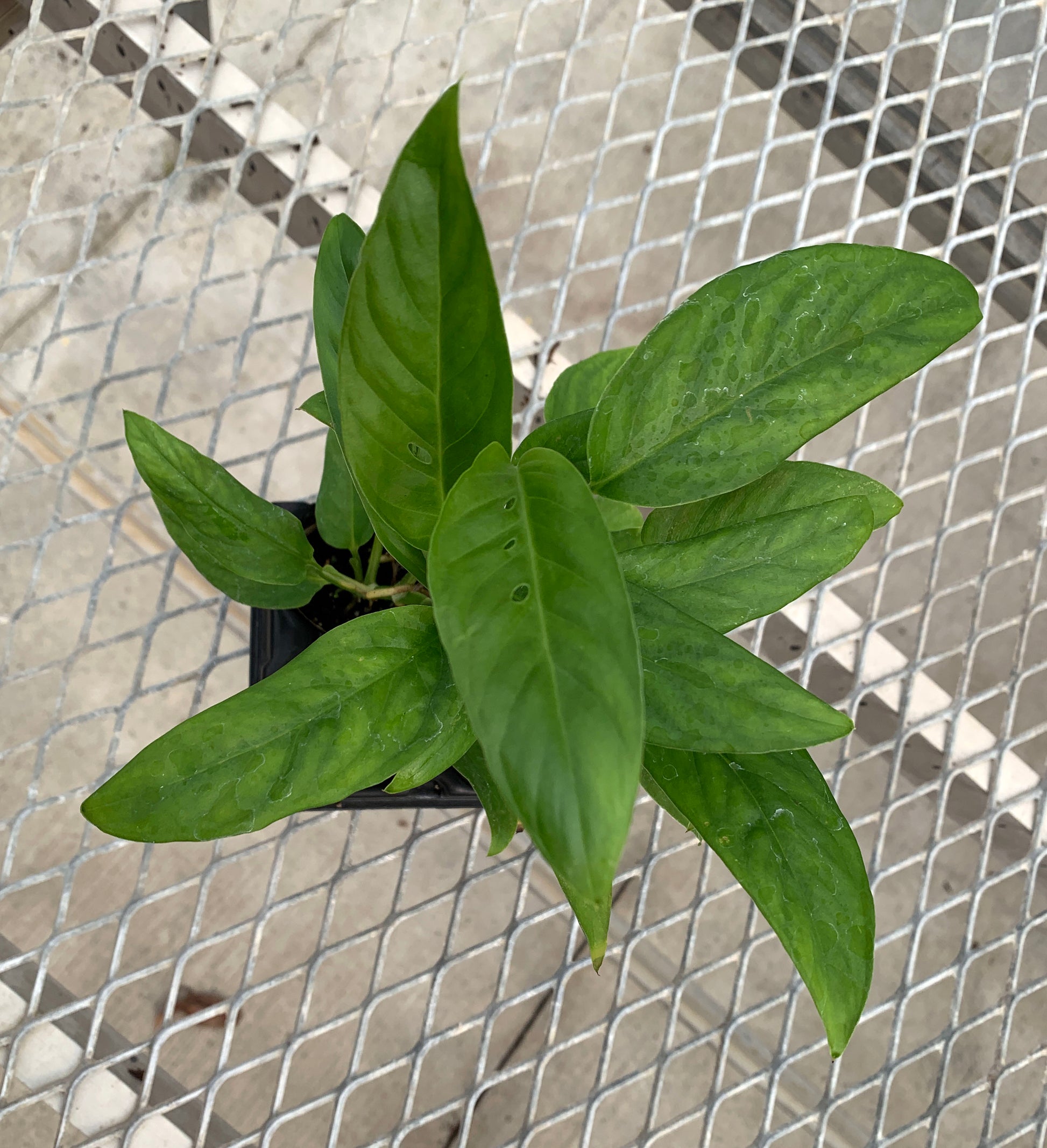A 4 pack of Monstera adansonii starter plants from above. The leaves showcase Adanson's Monstera's characteristic holes.