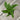 A 4 pack of Adonson's Monstera starter plants from above. The leaves showcase Adanson's Monstera's characteristic holes.