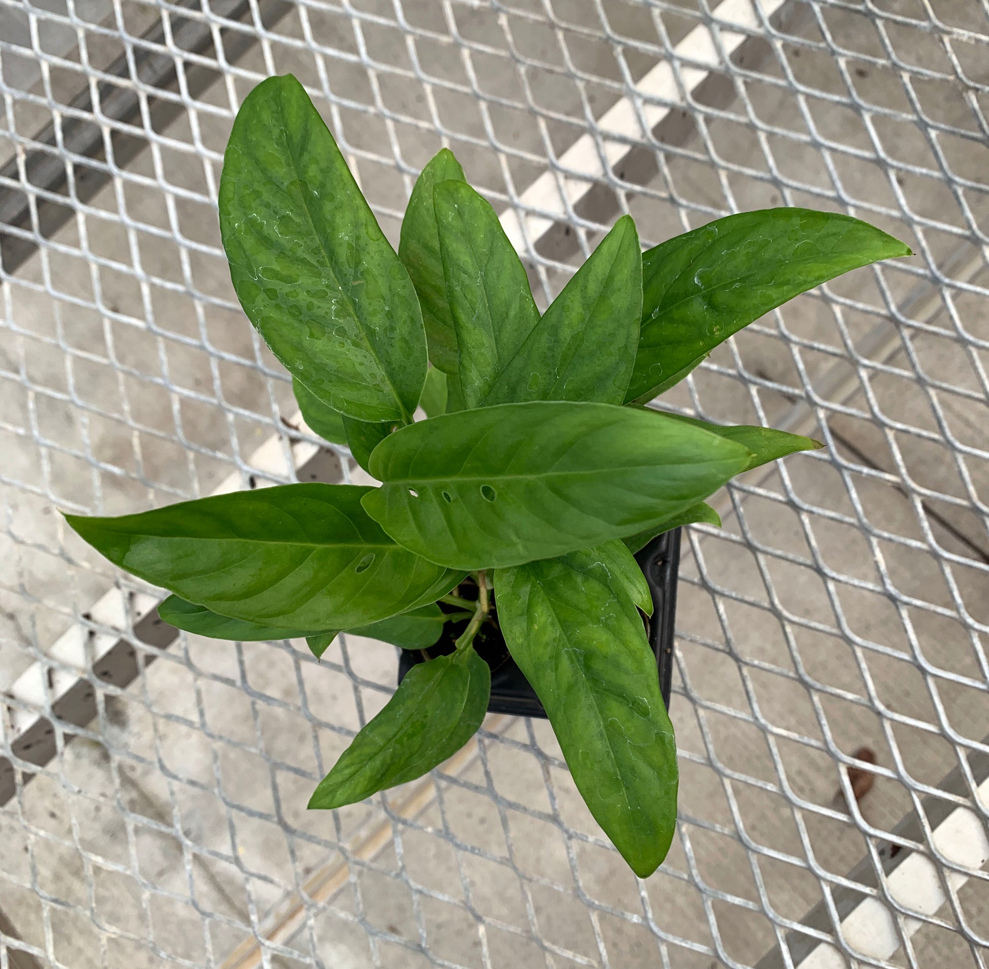 A 4 pack of Adonson's Monstera starter plants from above. The leaves showcase Adanson's Monstera's characteristic holes.