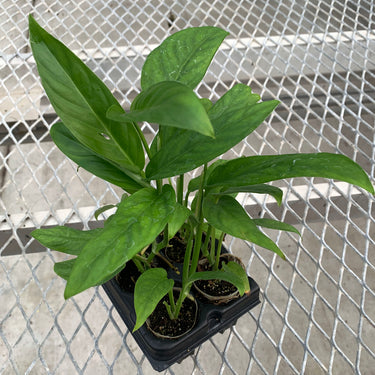 A 4 pack of Adanson's Monstera from the side. Each starter plant has multiple leaves, and their stems are sturdy and freestanding.