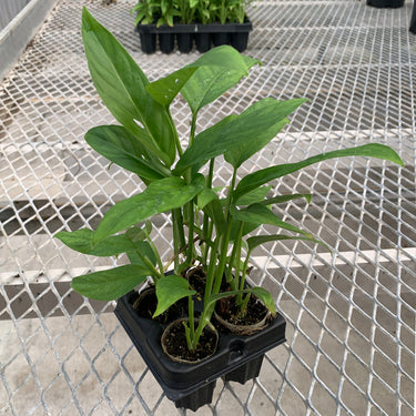 A 4 pack of Adanson's Monstera from the side. Each starter plant has multiple leaves, and their stems are sturdy and freestanding.