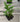 A 4 pack of Adanson's Monstera from the side. Each starter plant has multiple leaves, and their stems are sturdy and freestanding.