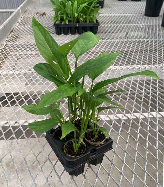 A 4 pack of Adanson's Monstera from the side. Each starter plant has multiple leaves, and their stems are sturdy and freestanding.
