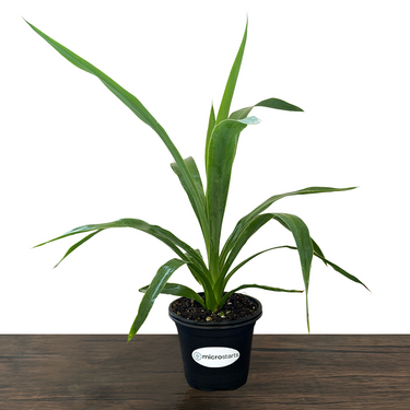 Moundlily Yucca