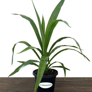 Moundlily Yucca