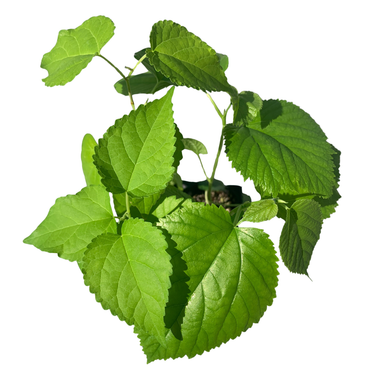 Mulberry Variety Pack