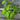 An assorted 2x2 pack of mulberry starter plants from above. The mulberries in the picture have varying leaf sizes and colors due to the mix of varieties.