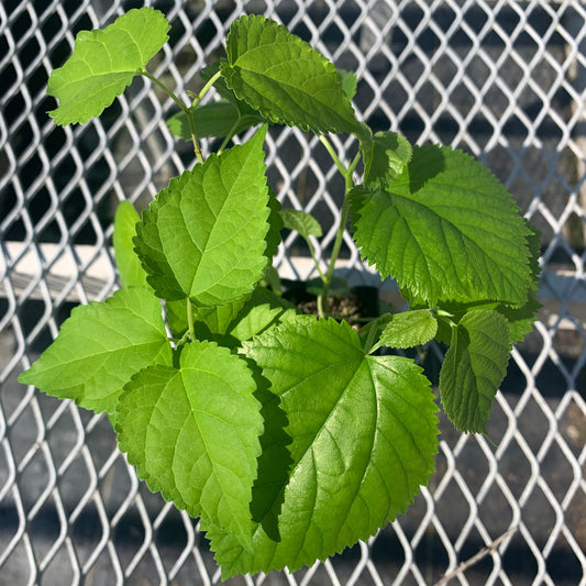 An assorted 2x2 pack of mulberry starter plants from above. The mulberries in the picture have varying leaf sizes and colors due to the mix of varieties.