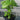 An assorted 2x2 pack of mulberry starter plants from the side. The mulberries in the picture have varying heights and leaf sizes and colors due to the mix of varieties.