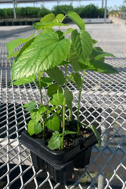 An assorted 2x2 pack of mulberry starter plants from the side. The mulberries in the picture have varying heights and leaf sizes and colors due to the mix of varieties.