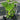 A variety 6 pack of starter mulberry trees. The 6 pack includes 2 Himalayan, 2 dwarf everbearing, and 2 Pakistani mulberry starter trees.
