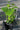A variety 6 pack of starter mulberry trees. The 6 pack includes 2 Himalayan, 2 dwarf everbearing, and 2 Pakistani mulberry starter trees.