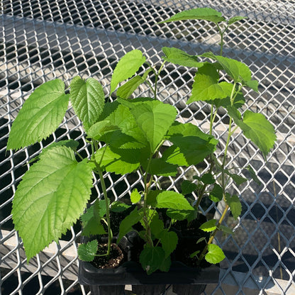 A variety 6 pack of starter mulberry trees. Each row of mulberries vary slightly in height and their leaf sizes and colors vary due to the differences in variety.
