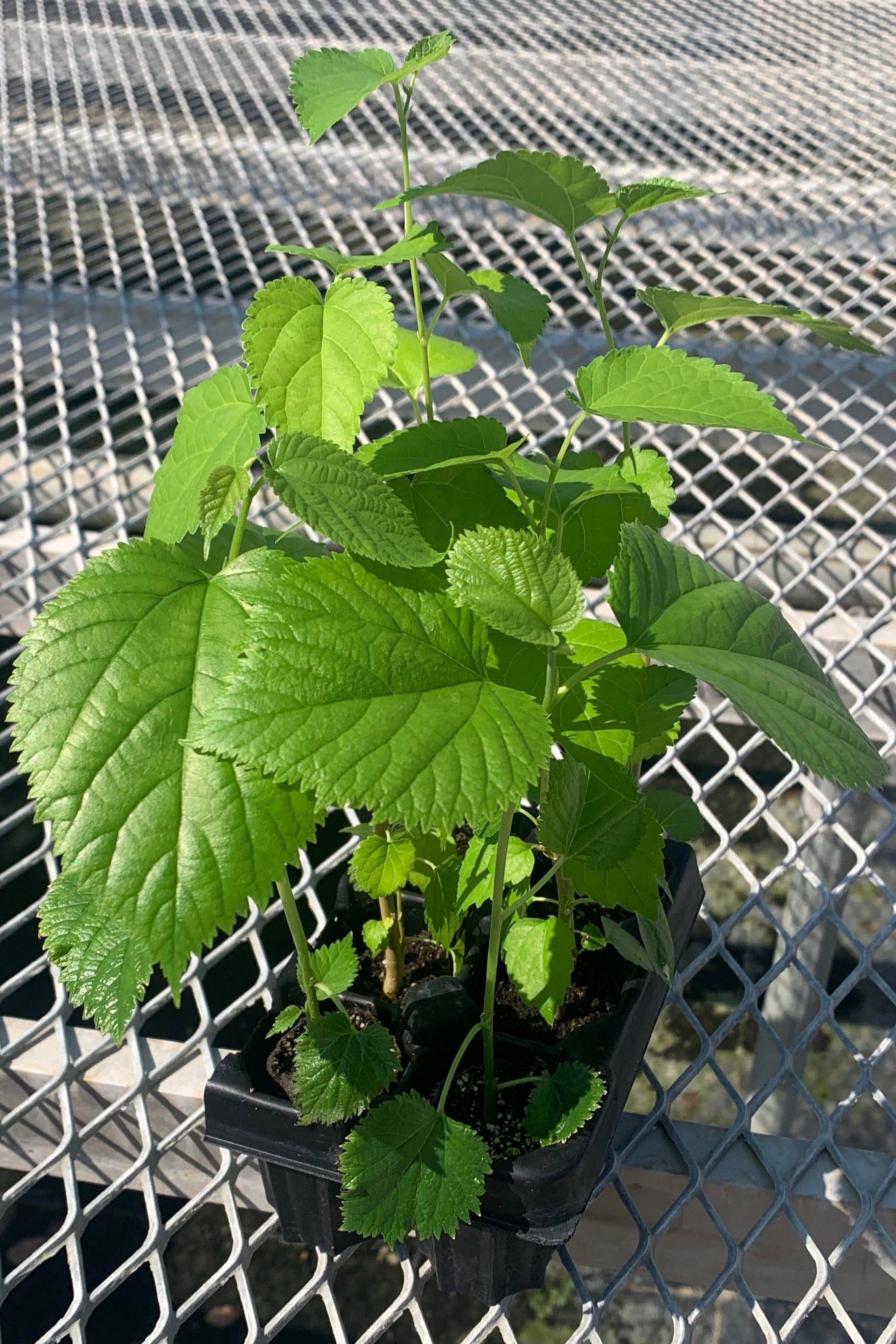 A variety 6 pack of starter mulberry trees. The mulberry trees vary slightly in height and their leaf sizes and colors vary due to the differences in variety.