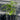 A variety 6 pack of starter mulberry trees shown from the side. The mulberries all have sturdy stems and numerous leaves. Each row of mulberries vary slightly in height and their leaf sizes and colors vary due to the differences in variety.