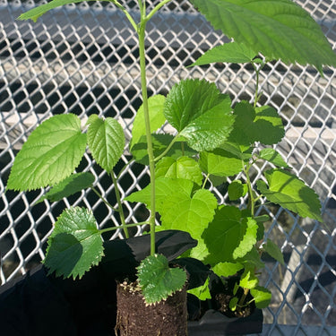 A variety 6 pack of mulberries with a mulberry plug pulled out to show detail. The plug shows a developed root system in its compostable sleeve.