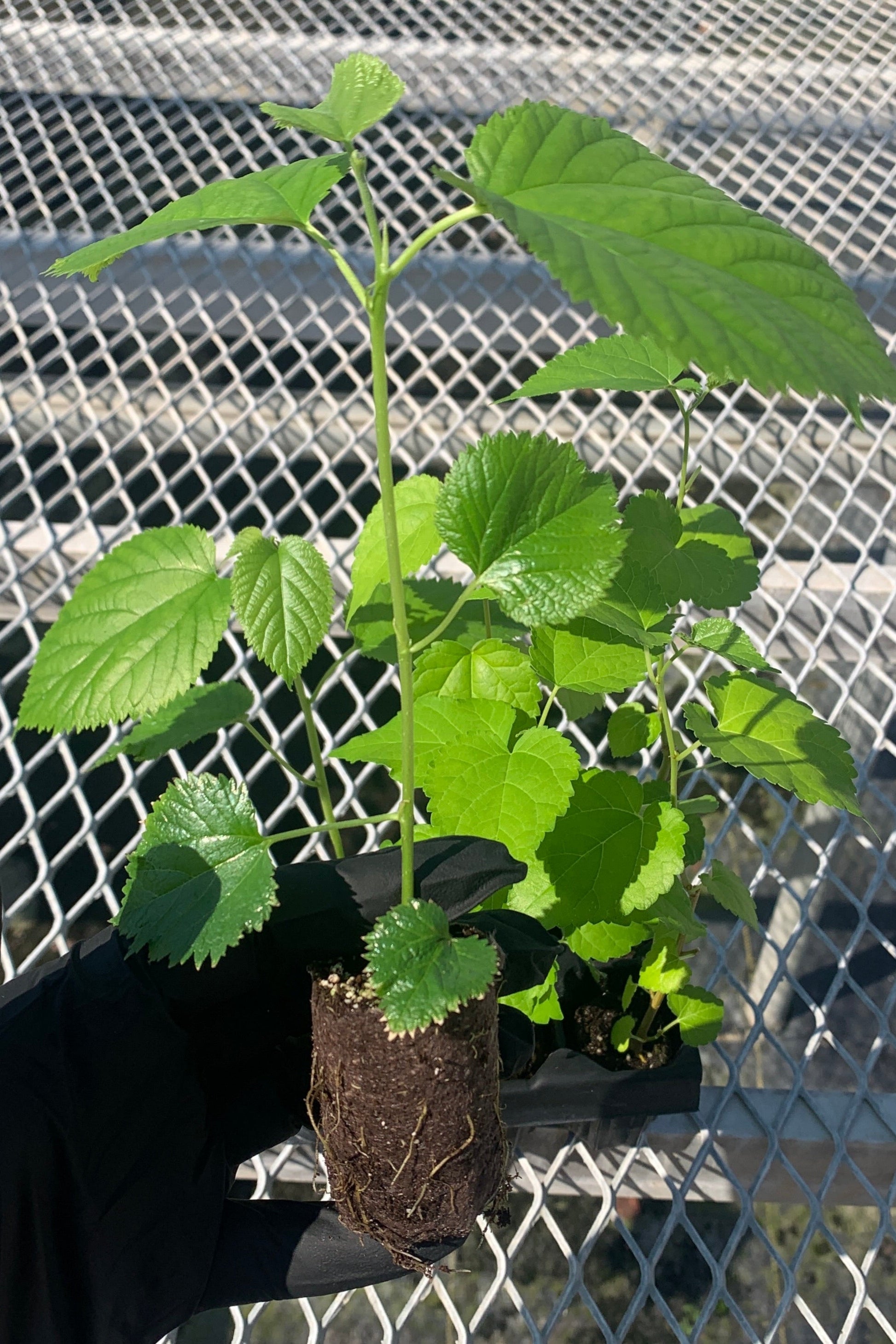 A variety 6 pack of mulberries with a mulberry plug pulled out to show detail. The plug shows a developed root system in its compostable sleeve.