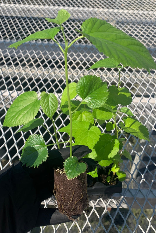 A variety 6 pack of mulberries with a mulberry plug pulled out to show detail. The plug shows a developed root system in its compostable sleeve.