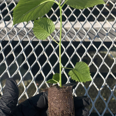 A single mulberry starter plant plug. The plug has small and large leaves, and is bright green.