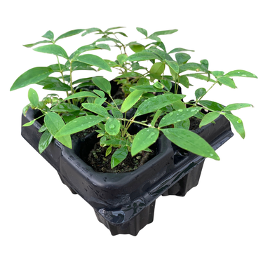 Harbour Dwarf Nandina