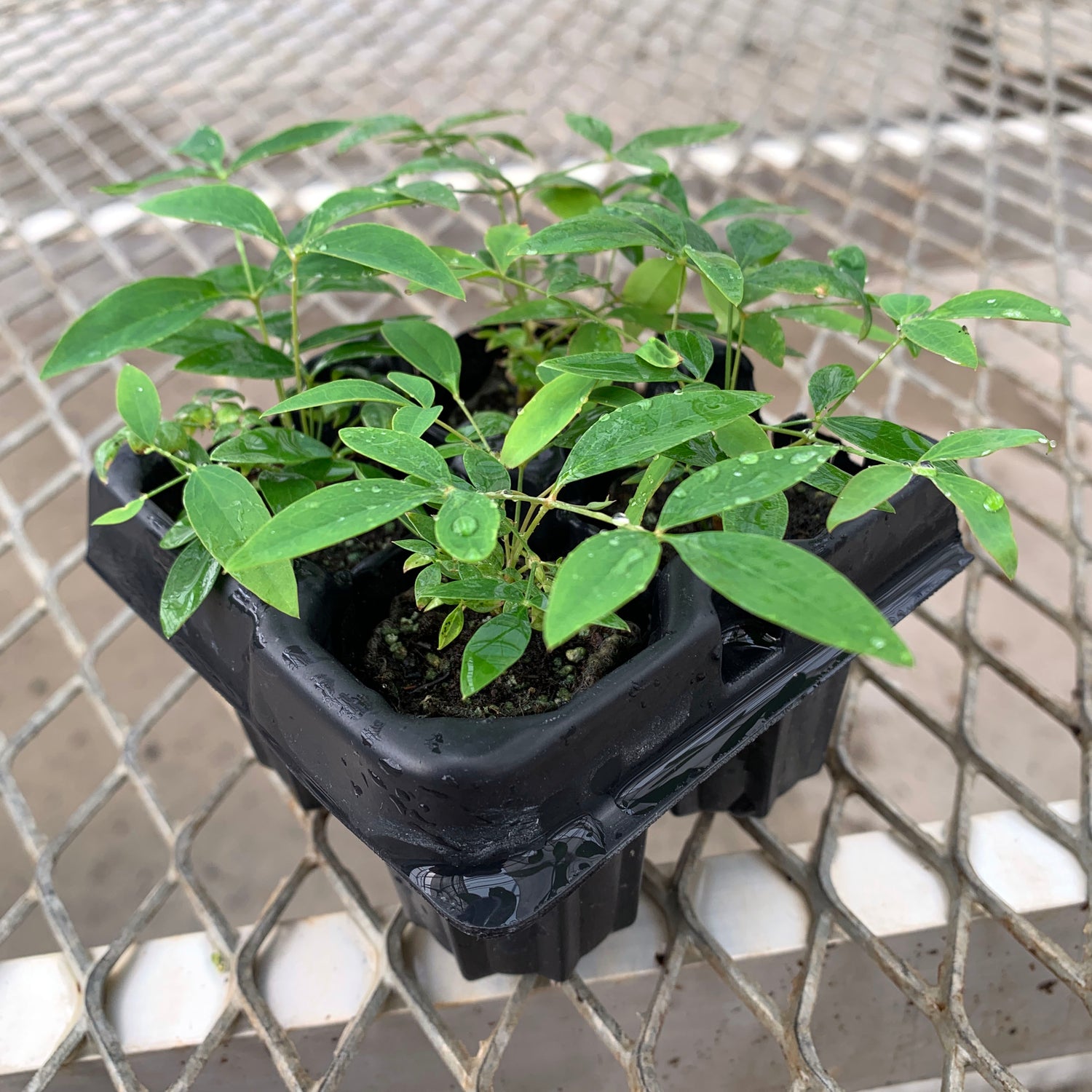 A 4 pack of Nandina 'Harbour Dwarf' starter plants in a tray. Each of starter plants has several stems of bamboo-like leaves.
