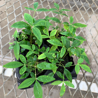 A 4 pack of Harbor Dwarf Sacred Bamboo Nandina starter plants in a tray from above. Each of starter plants has several stems of bamboo-like leaves.
