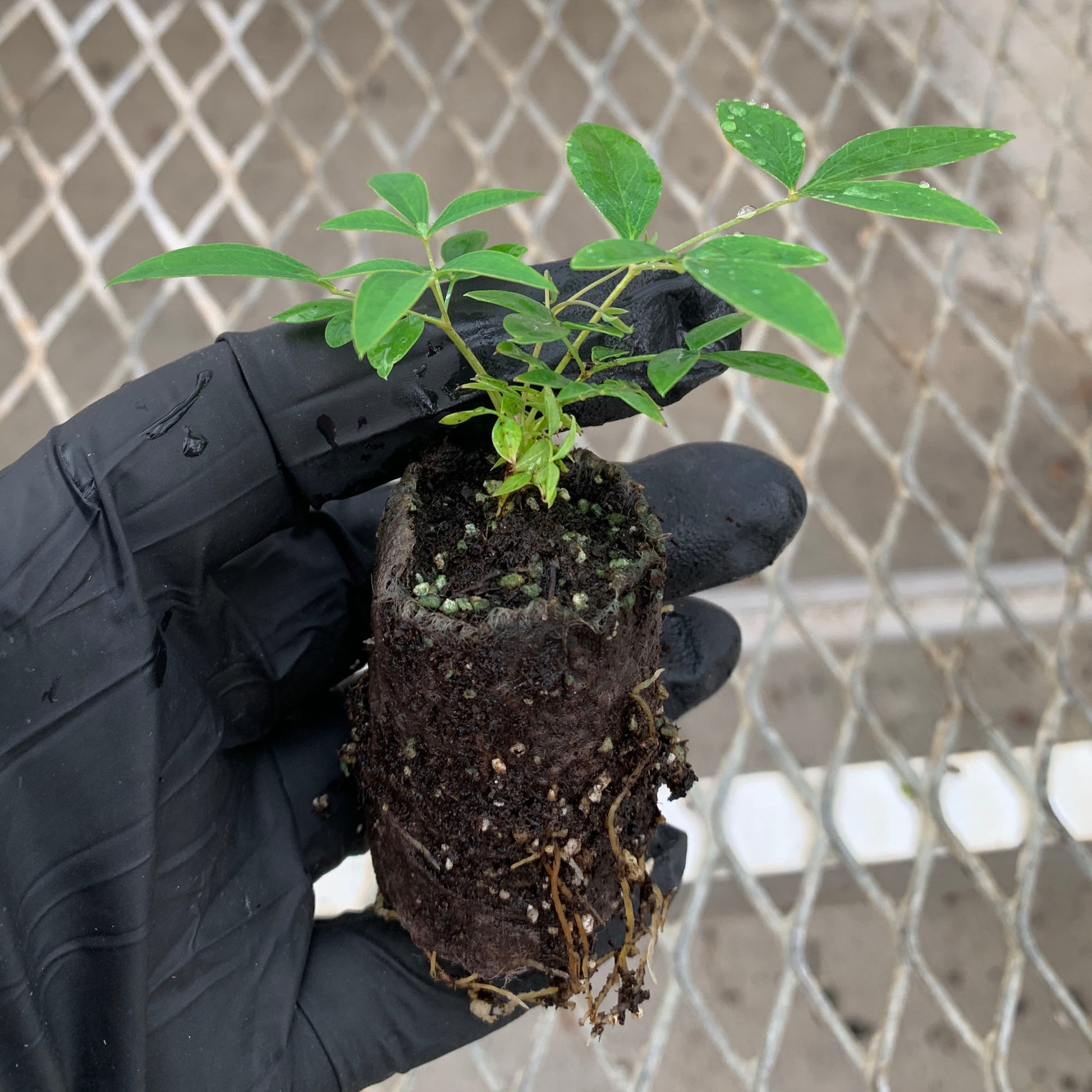 A single Nandina 'Harbor Dwarf' starter plant from a 4 pack. The plant's ellepot can be seen, showing robust root growth.