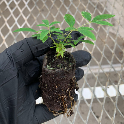 A single Nandina 'Harbor Dwarf' starter plant from a 4 pack. The plant's ellepot can be seen, showing robust root growth.