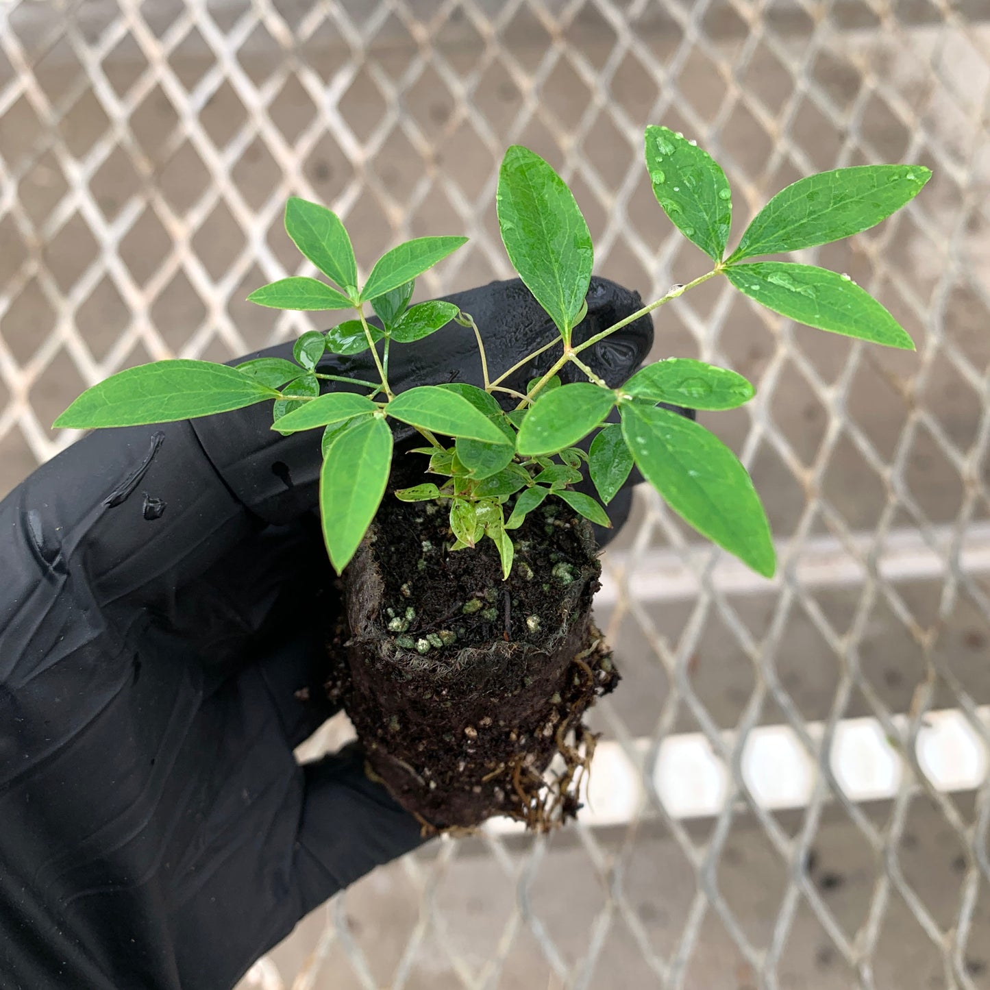A single Harbor Dwarf Heavenly Bamboo Nandina starter plant from a 4 pack. The plant's ellepot can be seen, showing robust root growth.