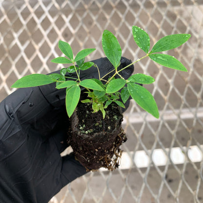 A single Harbor Dwarf Heavenly Bamboo Nandina starter plant from a 4 pack. The plant's ellepot can be seen, showing robust root growth.