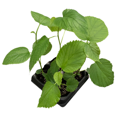 Pakistani Mulberry