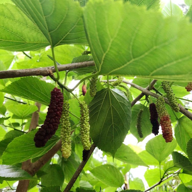 Pakistani Mulberry (Morus)