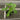 A 4 pack of Pakistani Mulberry starter plants pictured from above. The plants have new growth, and bright green leaves.