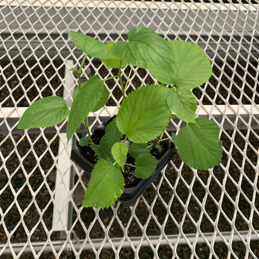 A 4 pack of Pakistani Mulberry starter plants pictured from above. The plants have new growth, and bright green leaves.