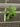 A 4 pack of Pakistani Mulberry starter plants pictured from above. The plants have new growth, and bright green leaves.