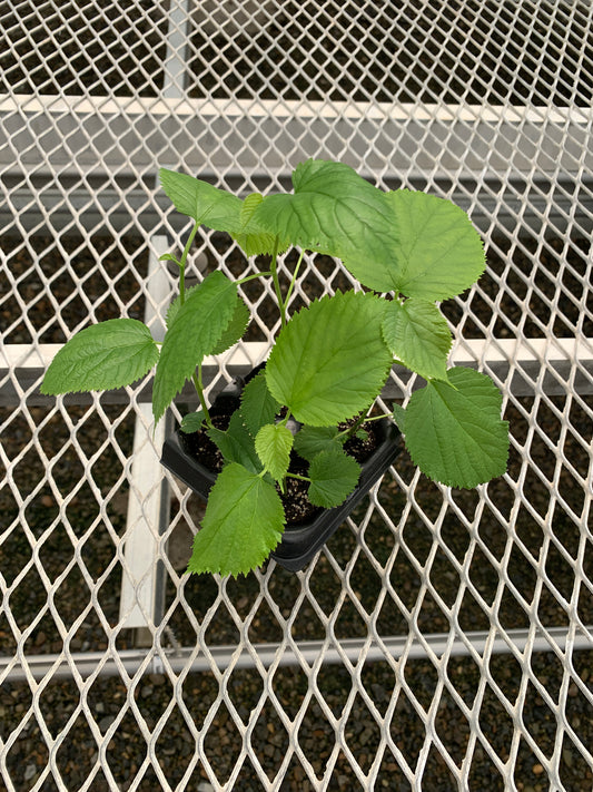 A 4 pack of Pakistani Mulberry starter plants pictured from above. The plants have new growth, and bright green leaves.