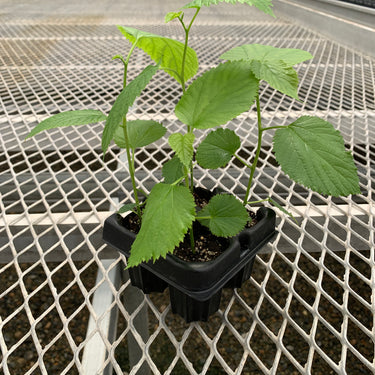 A 4 pack of Pakistani Mulberry starter plants pictured from the side. The plants' heights vary slightly, but all have new growth and bright green leaves.