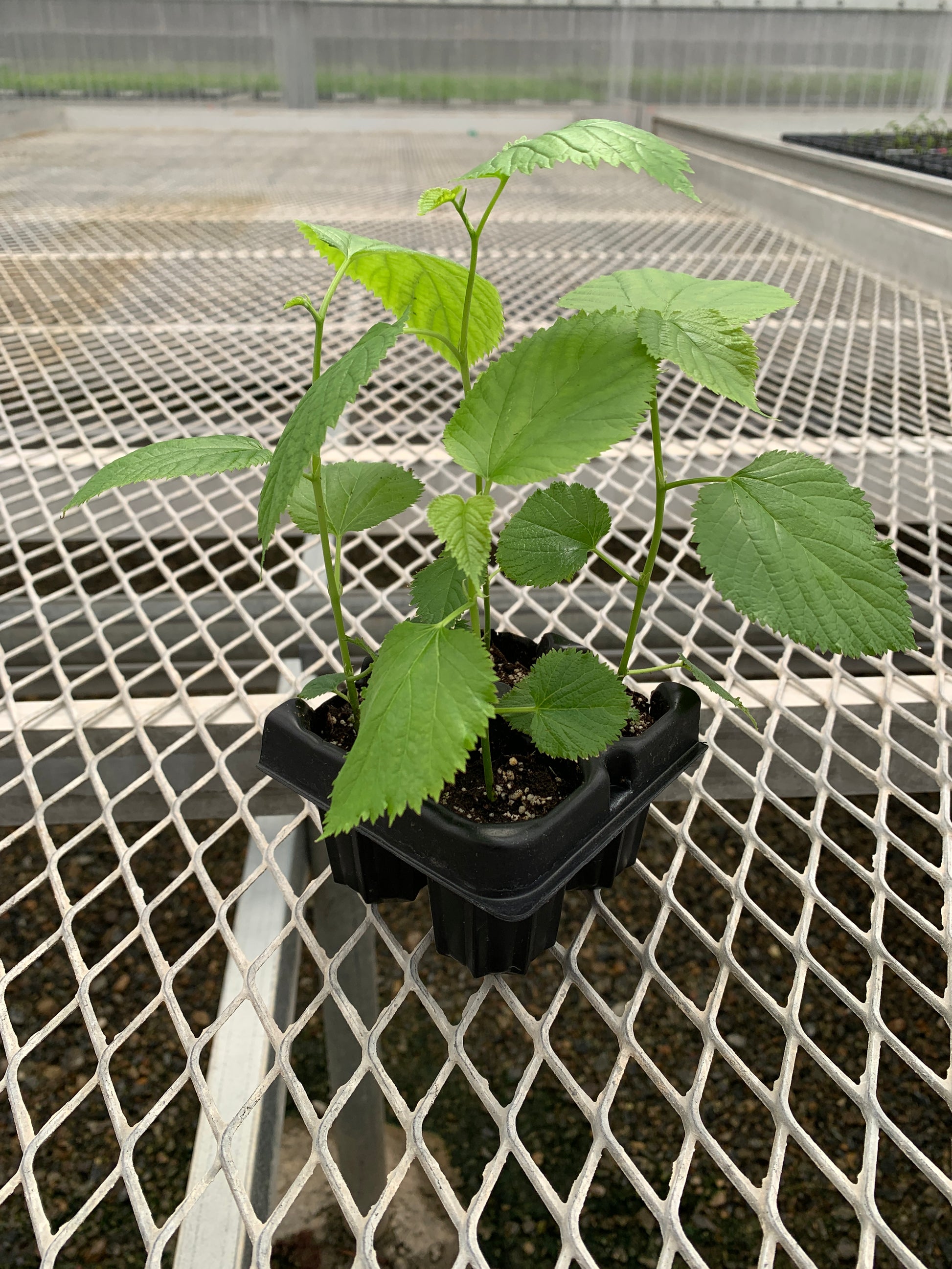 A 4 pack of Pakistani Mulberry starter plants pictured from the side. The plants' heights vary slightly, but all have new growth and bright green leaves.