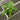 A 4 pack of Pakistani Mulberry starter plants pictured from above. The plants have new growth, and bright green leaves.