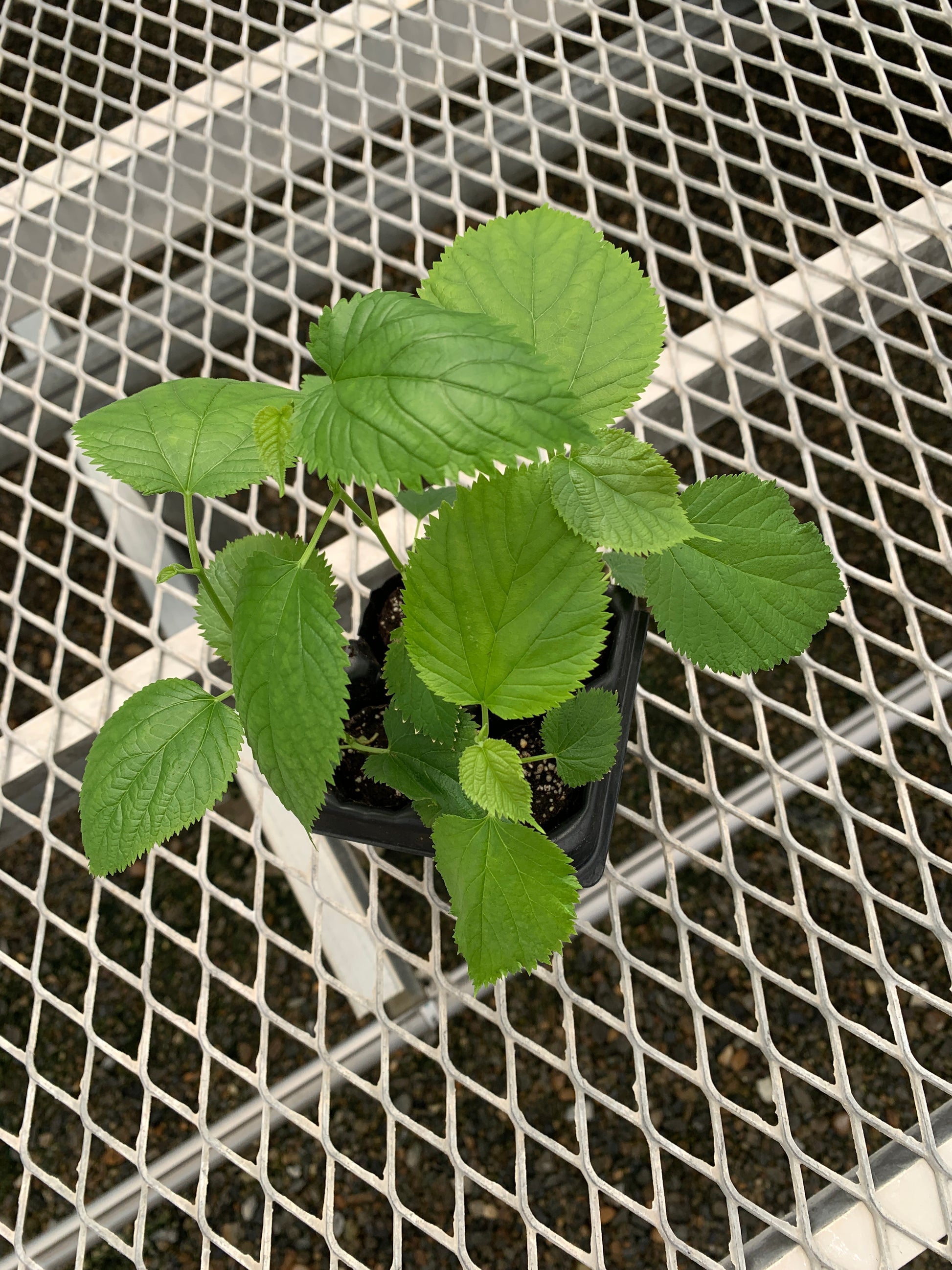 A 4 pack of Pakistani Mulberry starter plants pictured from above. The plants have new growth, and bright green leaves.