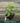 A 4 pack of Pakistani Mulberry starter plants pictured from the side. The plants' heights vary slightly, but all have new growth and bright green leaves.